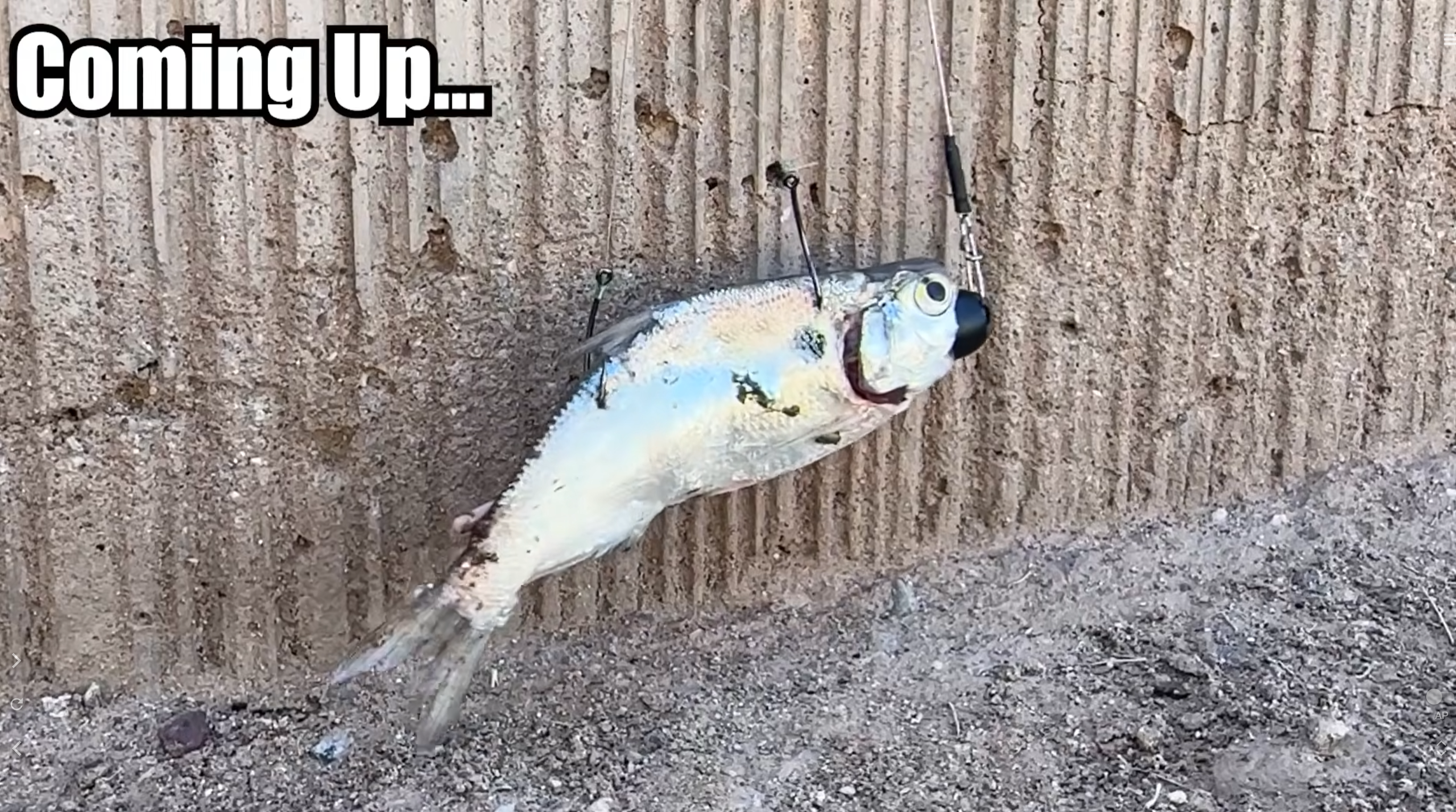 TheFishinMagician2.0